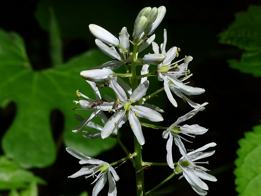 {Camassia scilloides}